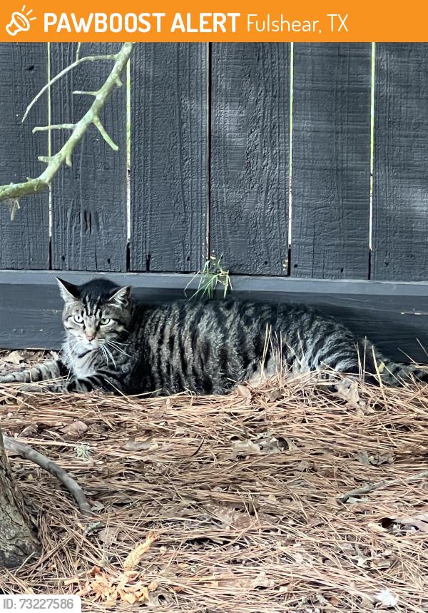 Found/Stray Unknown Cat last seen Sundance Creek Blvd. and Cross Creek Bend Ln; Cross Creek Ranch; Fulshear, Fulshear, TX 77441