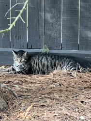 Found/Stray Unknown Cat last seen Sundance Creek Blvd. and Cross Creek Bend Ln; Cross Creek Ranch; Fulshear, Fulshear, TX 77441