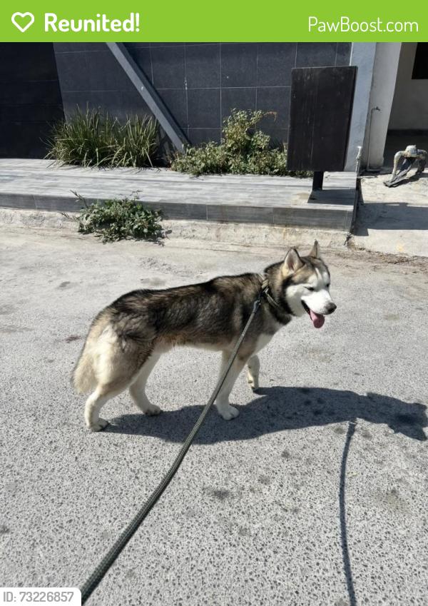 Reunited Male Dog last seen Near Marla Dr, Dallas, TX 75217, USA, Dallas, TX 75217