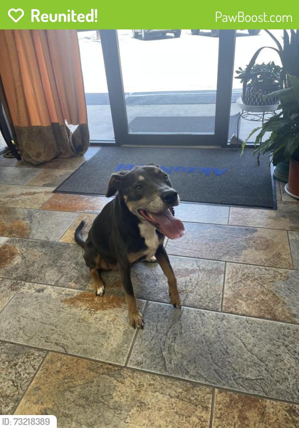 Reunited Female Dog last seen FM 78 and Converse Business Lane, near Judson High School, Converse, TX 78109