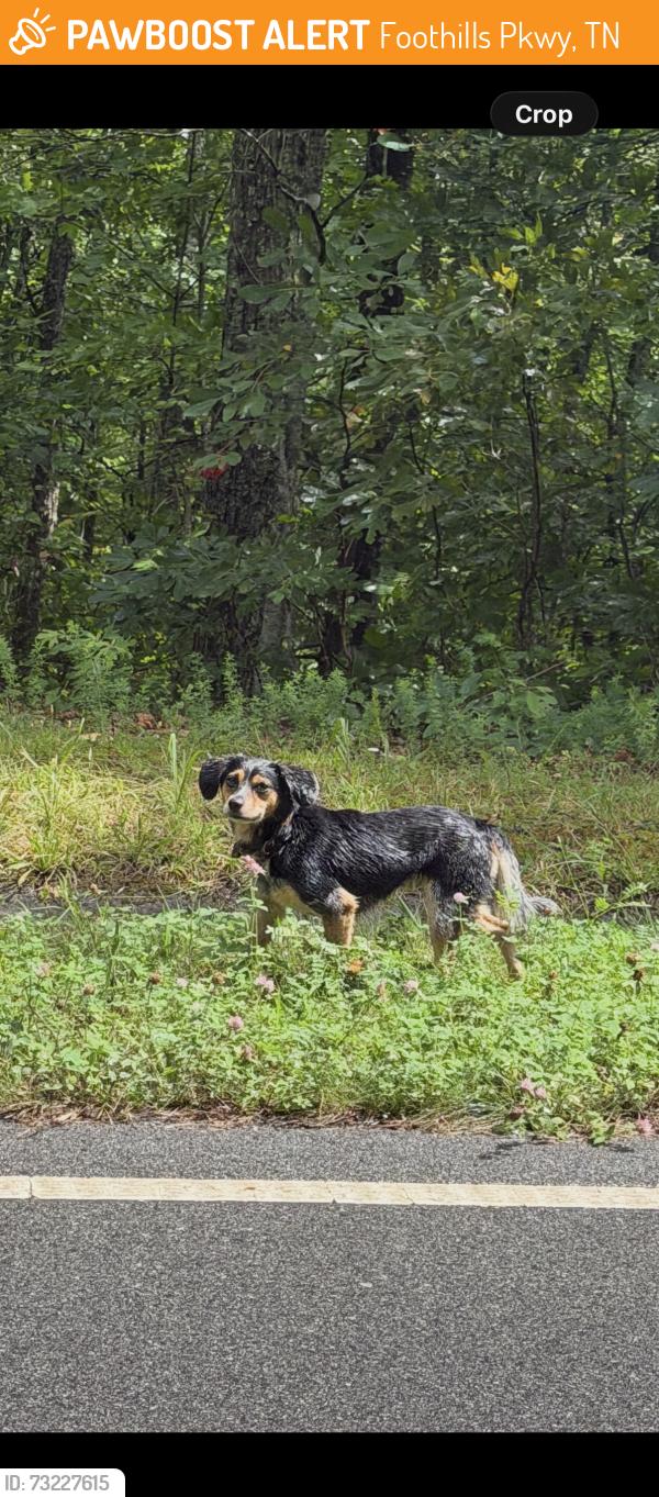 Found/Stray Unknown Dog last seen Foothill parkways, Foothills Pkwy, TN 37886