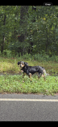 Found/Stray Unknown Dog last seen Foothill parkways, Foothills Pkwy, TN 37886