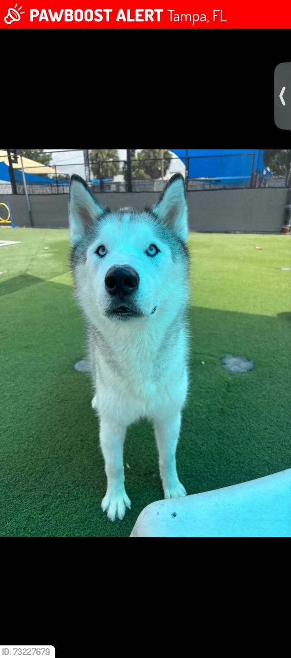 Lost Male Dog last seen Davis road, Tampa, FL 33637