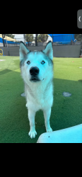 Lost Male Dog last seen Davis road, Tampa, FL 33637