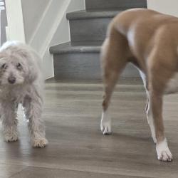 Reunited Female Dog last seen Florida and Arkansas, Aurora, CO 80012