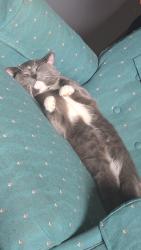 Lost Male Cat last seen Maxwell. And nelson, Sarnia, ON N7T 6E5