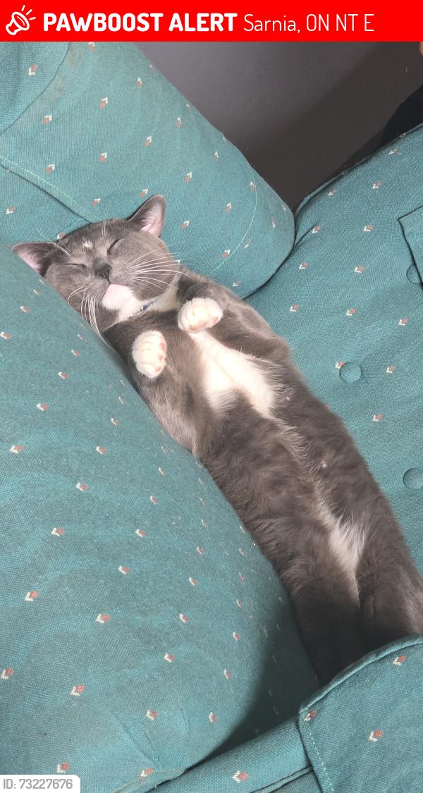 Lost Male Cat last seen Maxwell. And nelson, Sarnia, ON N7T 6E5