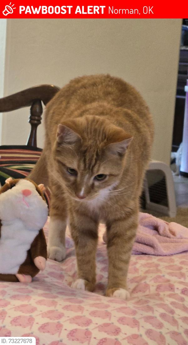 Lost Male Cat last seen Alameda and SE 36th St. in Norman, OK, Norman, OK 73071