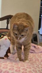 Lost Male Cat last seen Alameda and SE 36th St. in Norman, OK, Norman, OK 73071