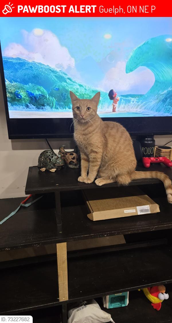 Lost Male Cat last seen Speedvale ave and Waverley st, Guelph, ON N1E 1P1