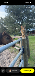 Lost Male Cat last seen Near ne 36th ave, sugar hill rd, Anthony, FL 32617
