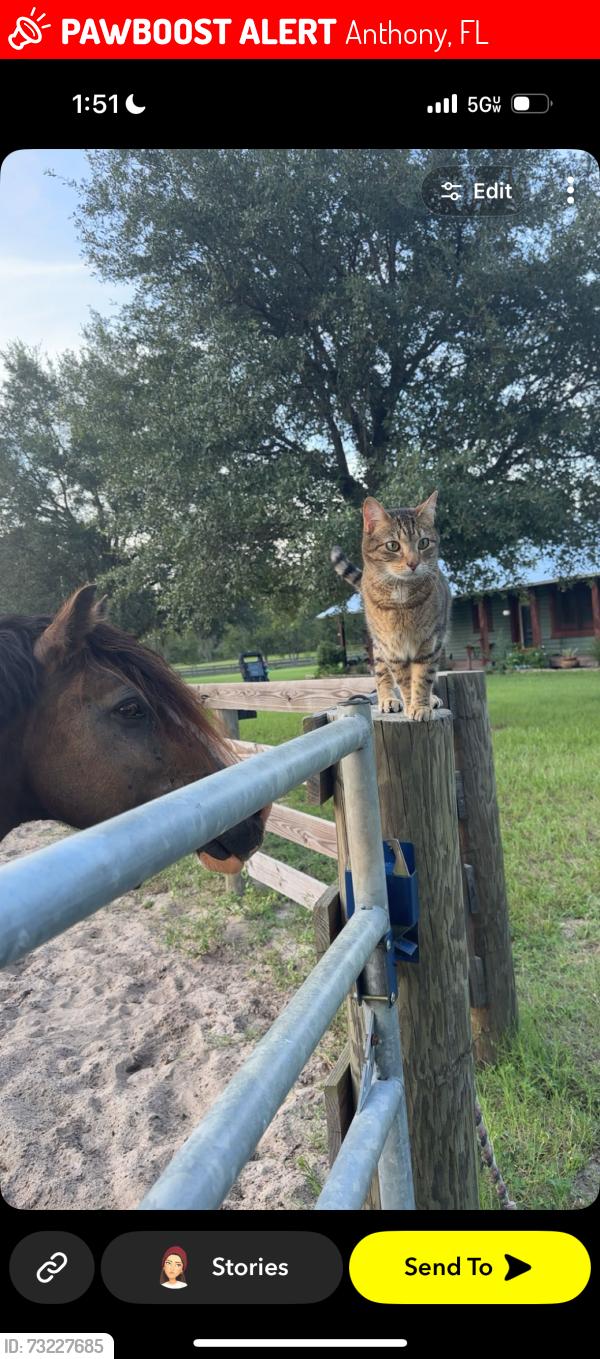Lost Male Cat last seen Near ne 36th ave, sugar hill rd, Anthony, FL 32617