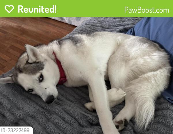 Reunited Female Dog last seen Near street, Queens, NY 11378