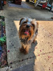 Found/Stray Male Dog last seen Cordova St. n Autumn Creek, Memphis, TN 38016