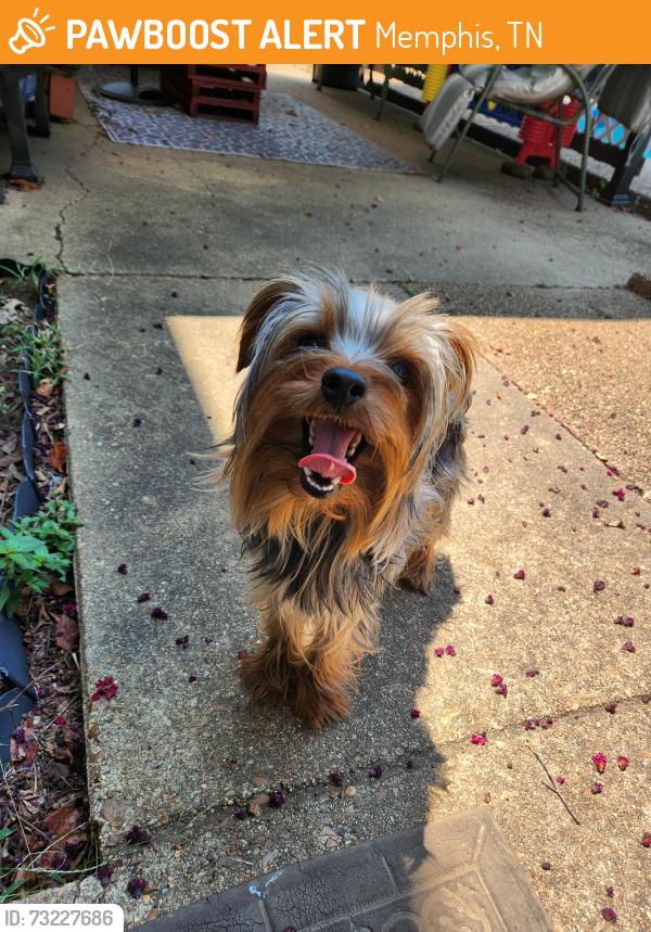 Found/Stray Male Dog last seen Cordova St. n Autumn Creek, Memphis, TN 38016