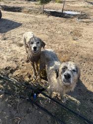 Found/Stray Male Dog last seen South and villa, Fresno County, CA 93625