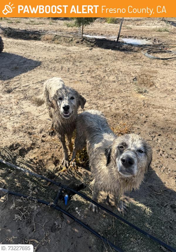 Found/Stray Male Dog last seen South and villa, Fresno County, CA 93625