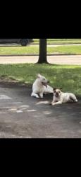 Reunited Male Dog last seen Spencer and Preston, Pasadena, TX 77502