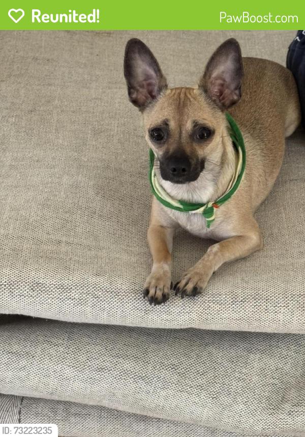 Reunited Female Dog last seen Bent tree Santa Ana y lake court dr, Santa Ana, CA 92705