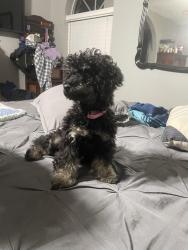 Reunited Female Dog last seen Mossforest Dr and Cali Drive near the hosp, Houston, TX 77090