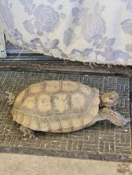 Lost Female Reptile last seen Visita & Crosshill., Canyon Lake, CA 92587