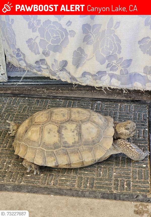 Lost Female Reptile last seen Visita & Crosshill., Canyon Lake, CA 92587