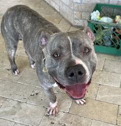 Found/Stray Male Dog last seen Gleannloch Farms neighborhood, Spring, TX 77379