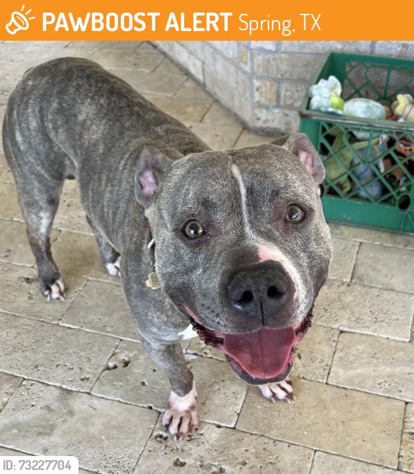 Found/Stray Male Dog last seen Gleannloch Farms neighborhood, Spring, TX 77379