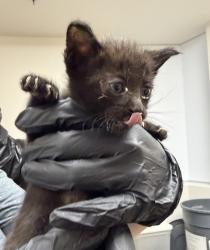 Shelter Stray Male Cat last seen Sunrise Blvd, Rancho Cordova, CA, 6201 Florin Perkins Rd, Sacramento, CA 95828, USA