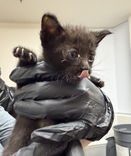Shelter Stray Male Cat last seen Sunrise Blvd, Rancho Cordova, CA, 6201 Florin Perkins Rd, Sacramento, CA 95828, USA
