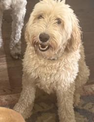 Reunited Female Dog last seen 29th and Iola, Denver, CO 80238