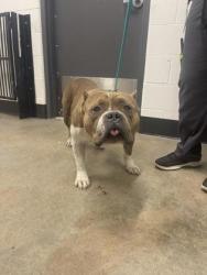 Shelter Stray Male Dog last seen Near Guardian, 1st District, OH, 9203 Detroit Ave, Cleveland, OH 44102, USA