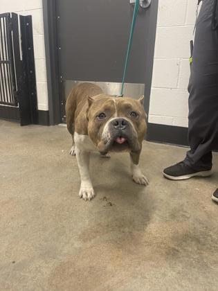Shelter Stray Male Dog last seen Near Guardian, 1st District, OH, 9203 Detroit Ave, Cleveland, OH 44102, USA