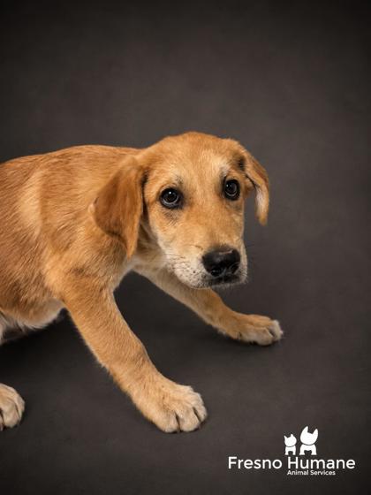 Shelter Stray Male Dog last seen S East Ave & E American Ave, Fresno Zone Fresno CO 1A 93725, CA, 1510 W Dan Ronquillo Dr, Fresno, CA 93706, USA