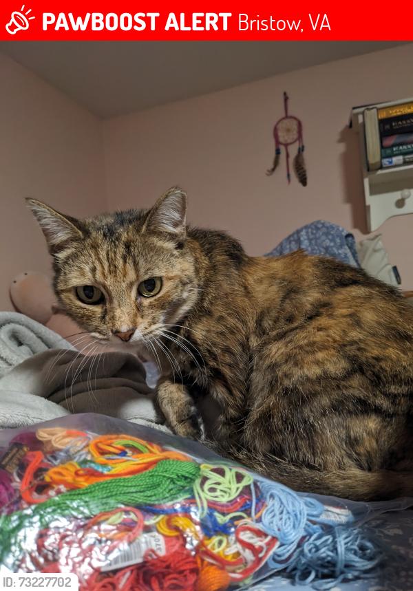 Lost Female Cat last seen Jay Lane, Bristow, VA 20136
