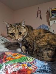 Lost Female Cat last seen Jay Lane, Bristow, VA 20136