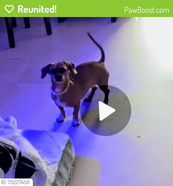 Reunited Female Dog last seen Coral way & 60th ct, Miami, FL 33145