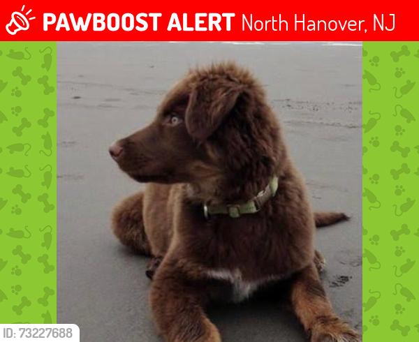 Lost Male Dog last seen The fields close to the turn, North Hanover, NJ 08501