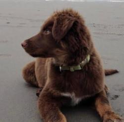 Lost Male Dog last seen The fields close to the turn, North Hanover, NJ 08501
