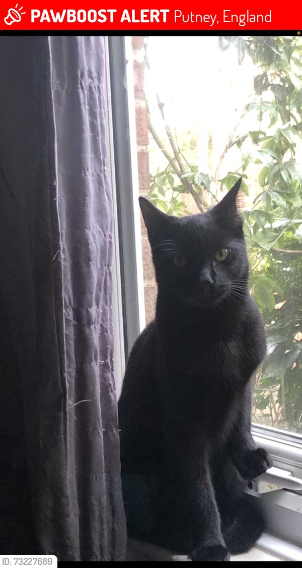 Lost Male Cat last seen Barnes, Putney, England 