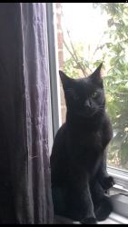 Lost Male Cat last seen Barnes, Putney, England 