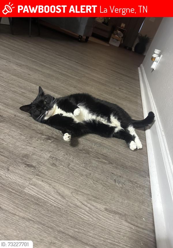 Lost Female Cat last seen arbor ridge in LaVergne tennessee, La Vergne, TN 37086