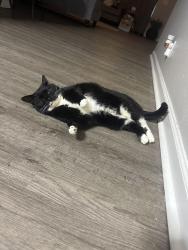 Lost Female Cat last seen arbor ridge in LaVergne tennessee, La Vergne, TN 37086