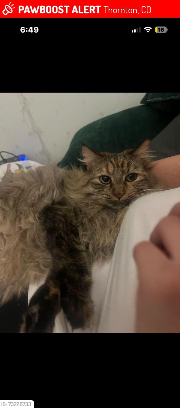 Lost Female Other last seen 130th CIR Thornton, Thornton, CO 80221