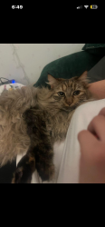 Lost Female Other last seen 130th CIR Thornton, Thornton, CO 80221