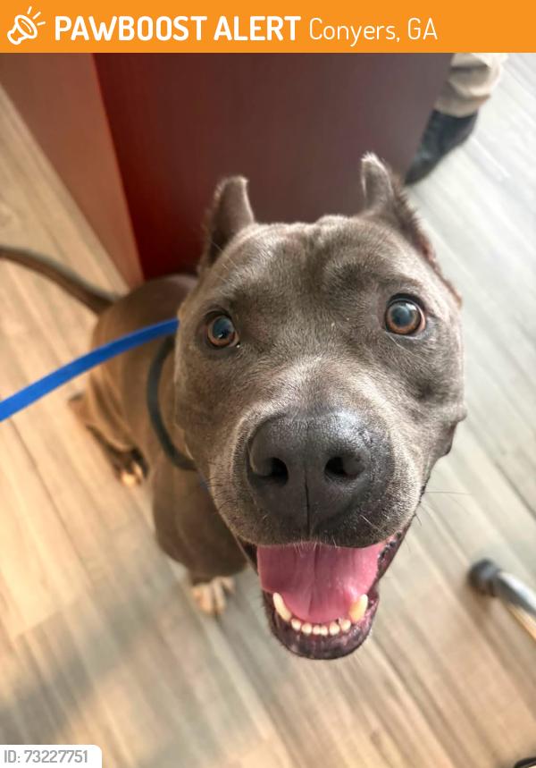 Found/Stray Unknown Dog last seen Located at Rockdale County Animal Service, 1506 Rockbridge Road, Conyers, GA 30012, Conyers, GA 30012