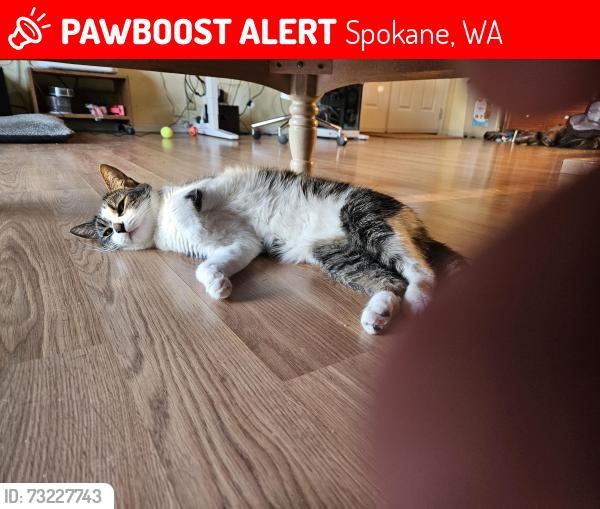 Lost Female Cat last seen Gerlach RD, Spokane, WA 99217
