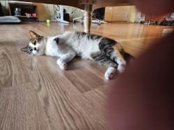 Lost Female Cat last seen Gerlach RD, Spokane, WA 99217