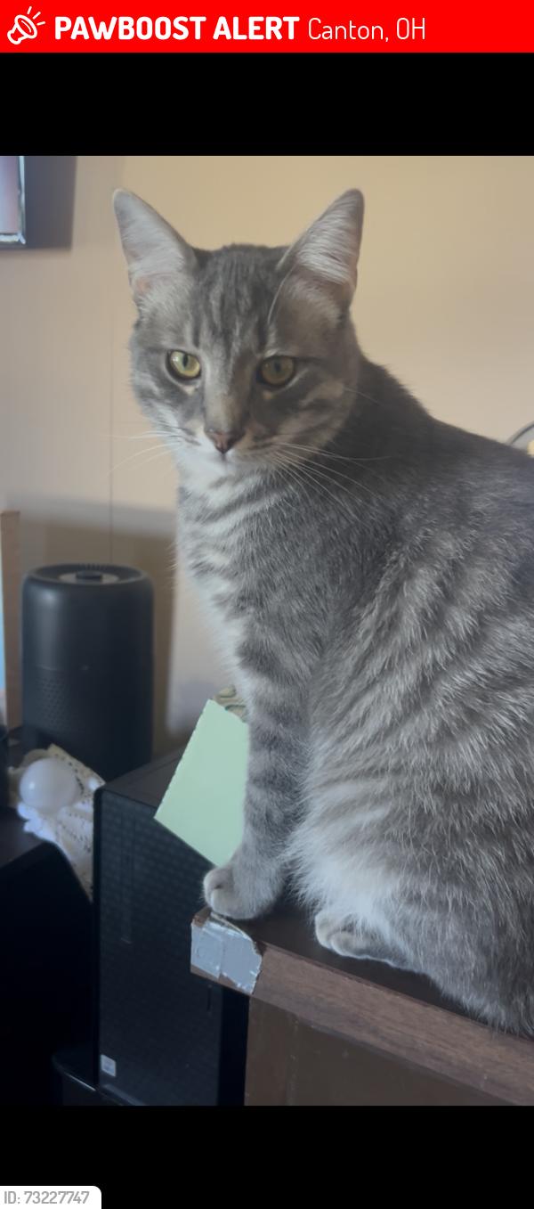 Lost Male Cat last seen Middlebrach, Canton, OH 44705