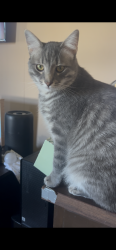 Lost Male Cat last seen Middlebrach, Canton, OH 44705
